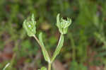 Lewiston cornsalad